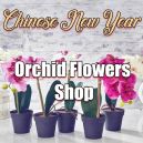 send lunar new year orchid to vietnam
