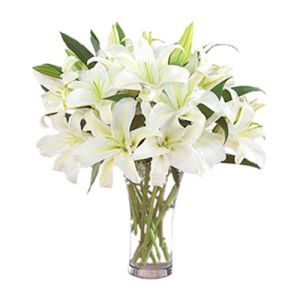 9 pluriceps white perfume lilies send to vietnam