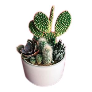 mixed cactus in a pot