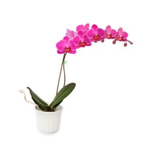 orchid pot plant to vietnam