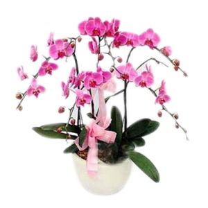 pink orchids potted send to vietnam
