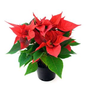 send red poinsettia plant to vietnam