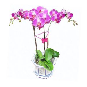 three pink moth orchid send to vietnam