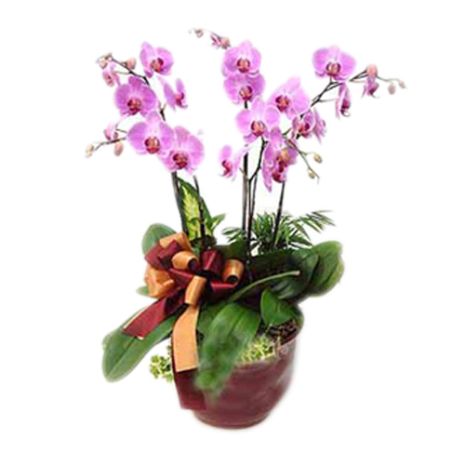 5 stems butterfly orchids plant send to vietnam