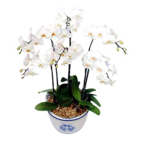 white moth orchids send to vietnam