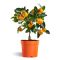 60 cm kumquat tree plant